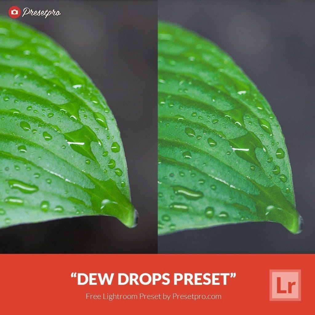 Free Lightroom Presets | Dew Drops Preset - Presetpro.com